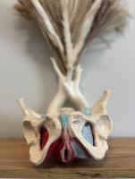 Nauka masażu krocza - warsztat dla pary (34-36 tc)